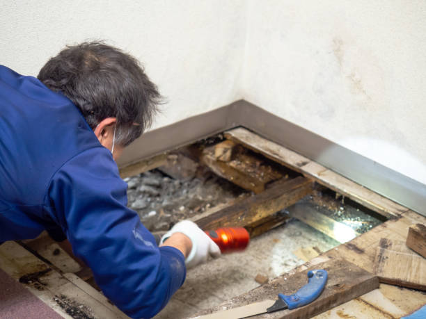 Best Residential Mold Remediation in Houston, AK
