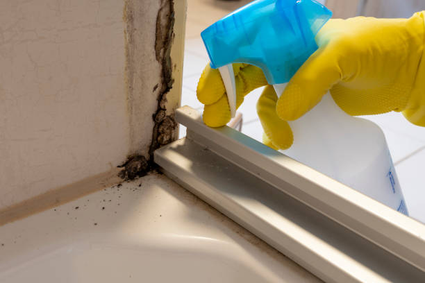 Best Preventive Mold Services in Houston, AK