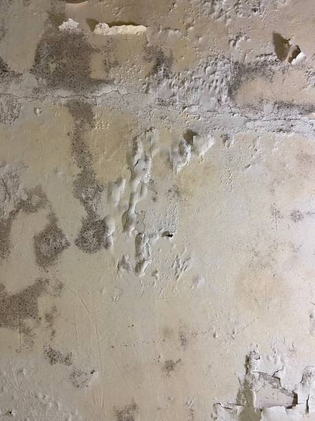 Best Attic Mold Remediation in Houston, AK